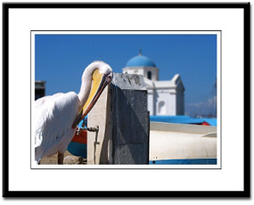 petros the pelican mykonos framed print photography
